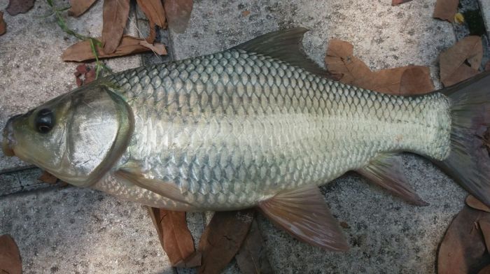 ^991F8B50A802F0500155FEA6244A4D2A83BAE70AAC03A9A863^pimgpsh_fullsize_distr