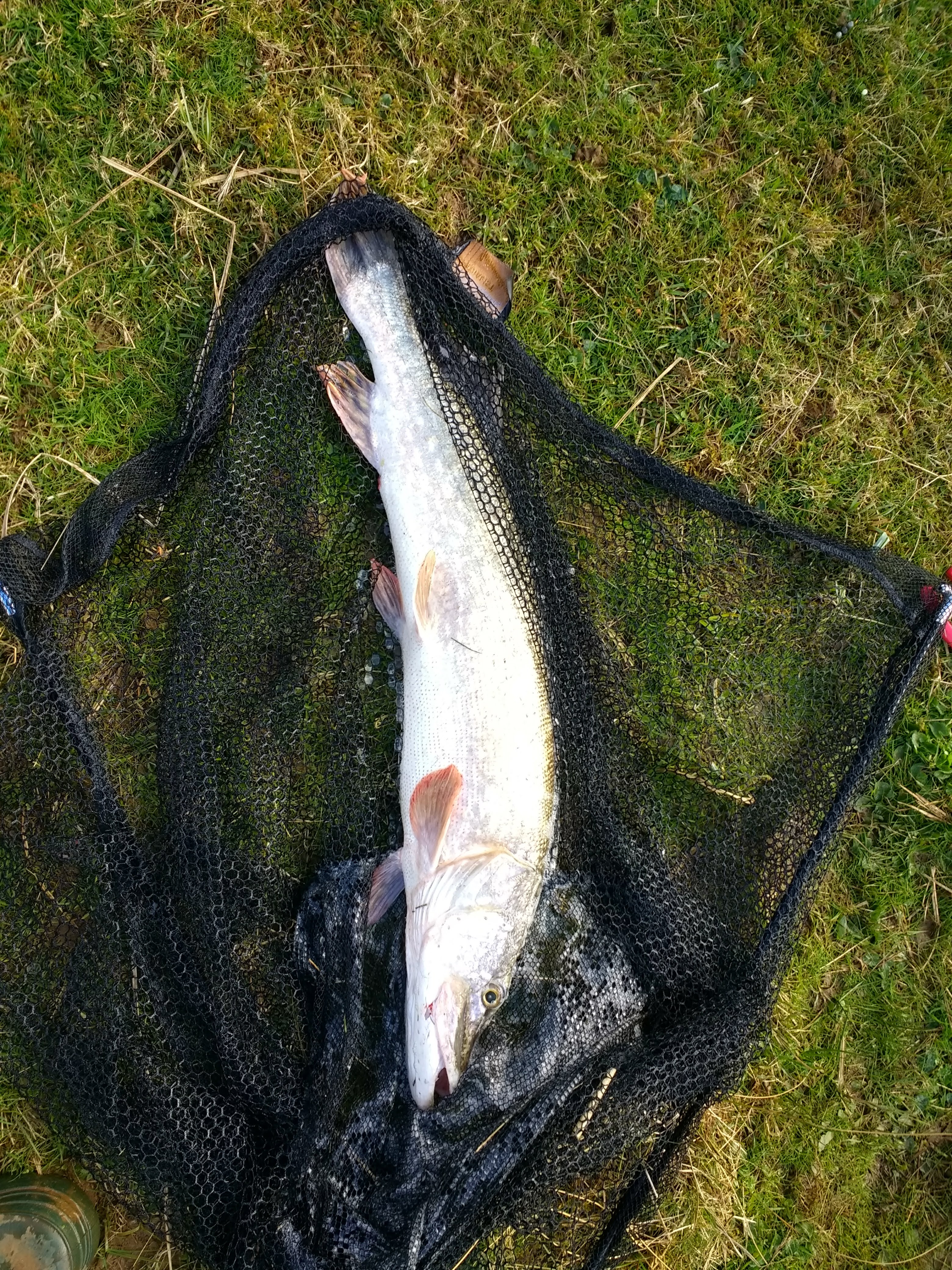 IMG_20200313_121904856_HDR