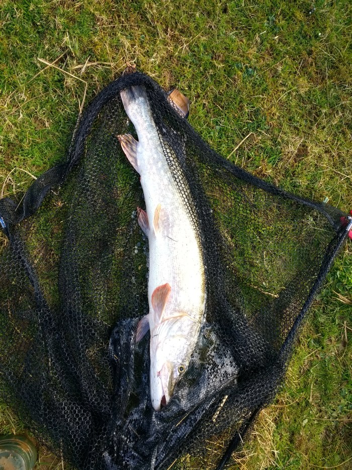 IMG_20200313_121904856_HDR