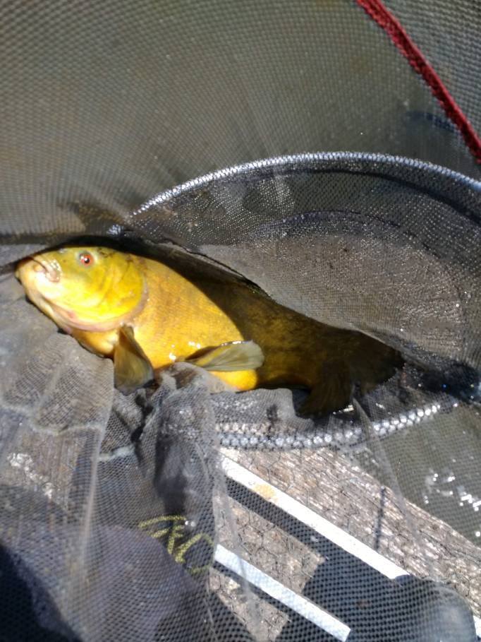 Tench4-12 Jun24