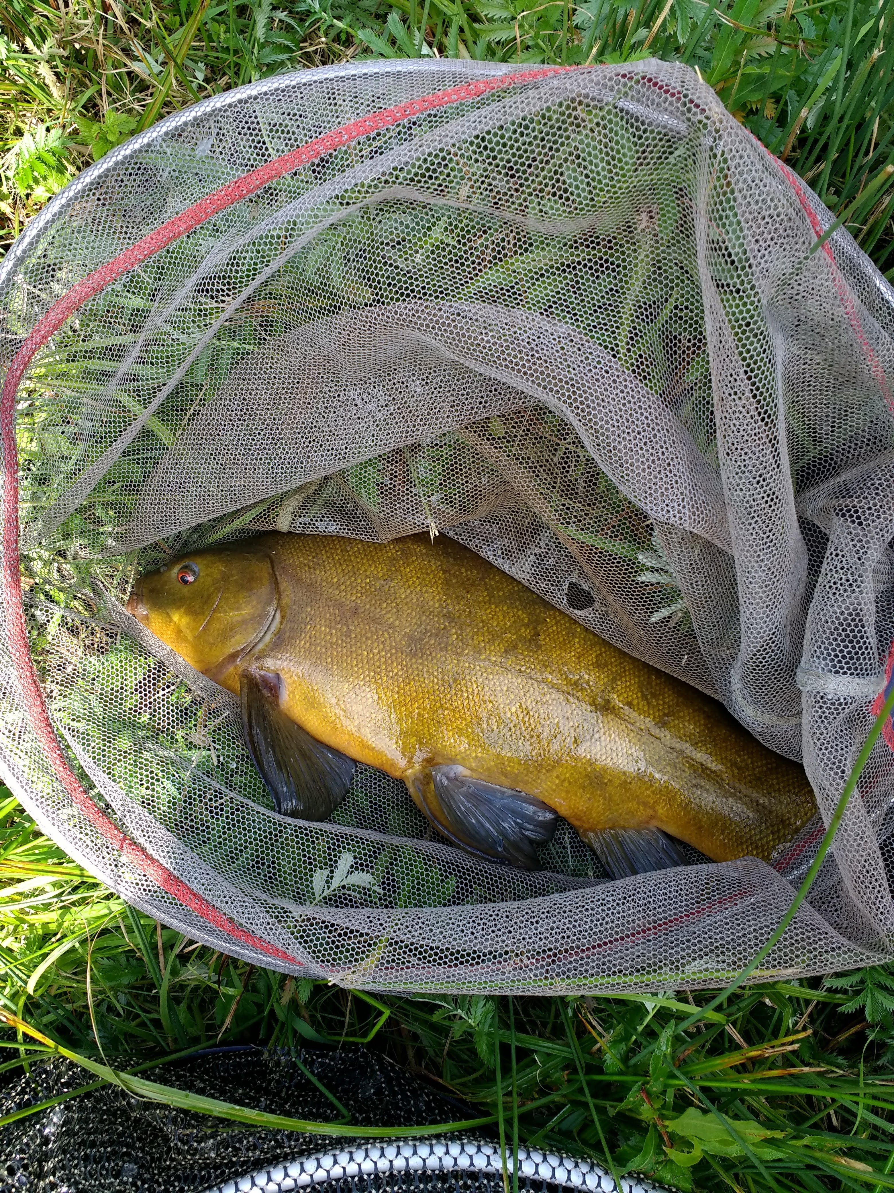 Tench 4-4
