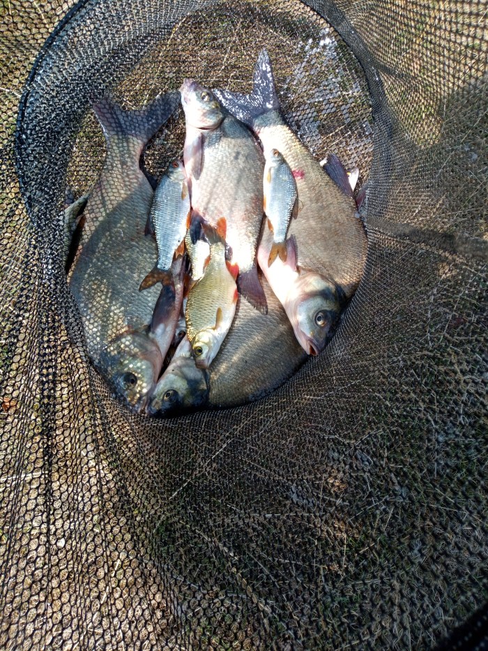 11 aug 4bream
