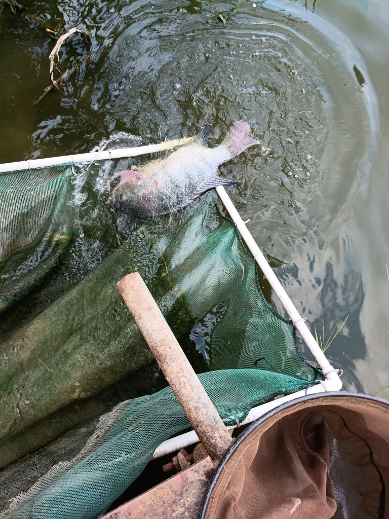 My 8lber