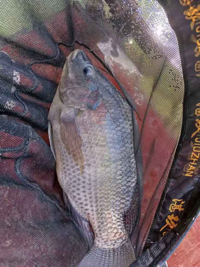 Gareth's 6lber